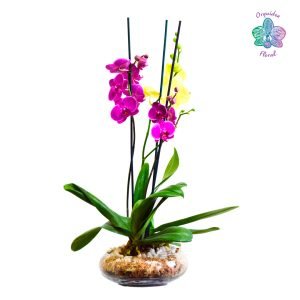2 ORQUÍDEAS GRANDES EN BOINA