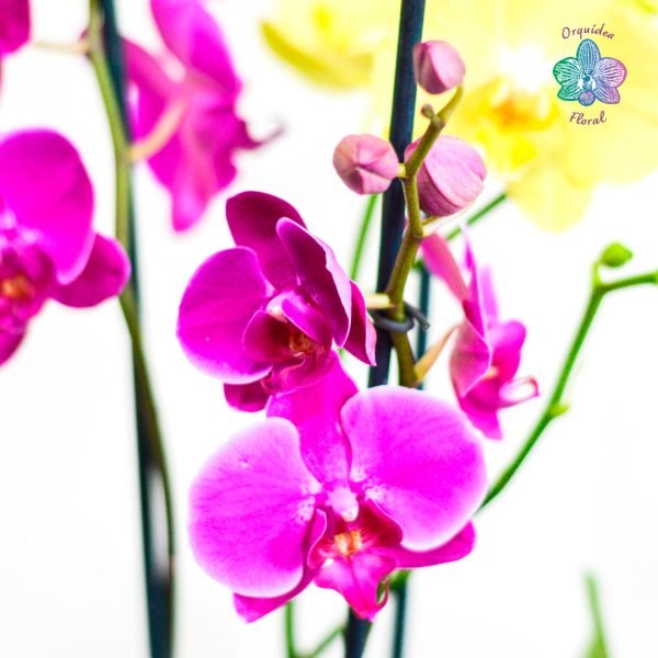 2 ORQUÍDEAS GRANDES EN BOINA - Imagen 3