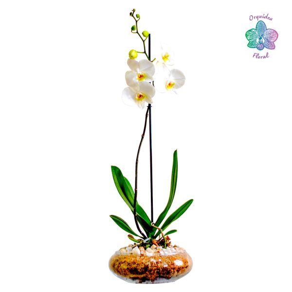1 ORQUÍDEA GRANDE EN BOINA