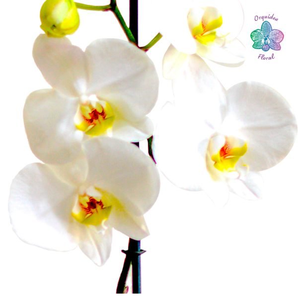 1 ORQUÍDEA GRANDE EN BOINA - Imagen 3