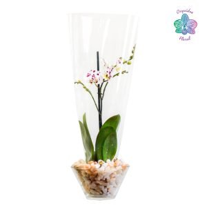 1 ORQUÍDEA GRANDE EN BASE DE VIDRIO