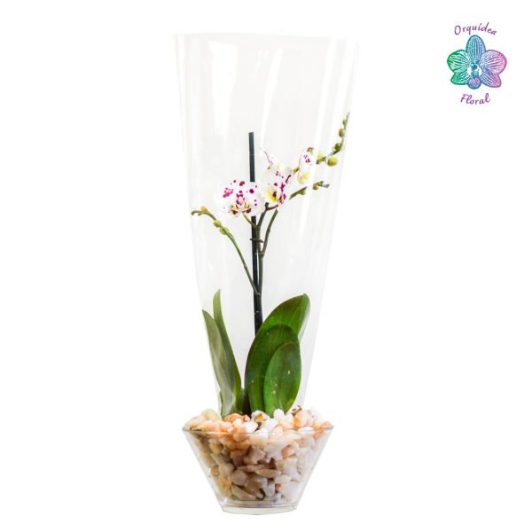 1 ORQUÍDEA GRANDE EN BASE DE VIDRIO