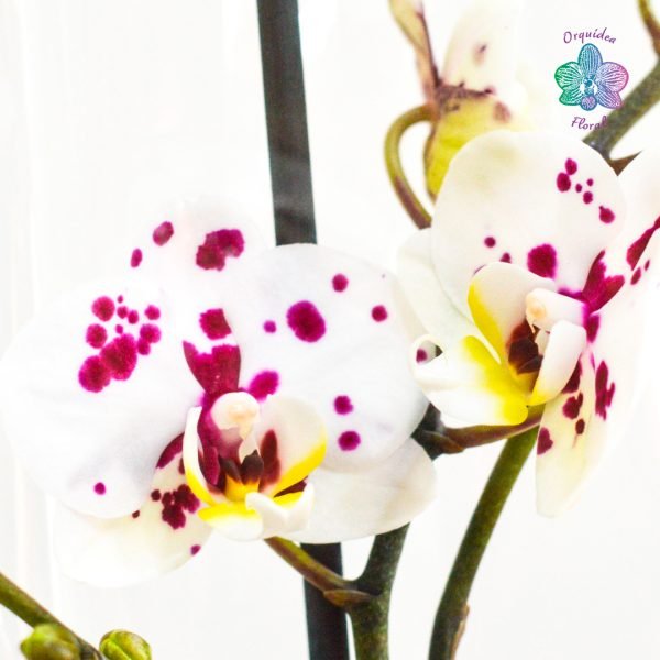 1 ORQUÍDEA GRANDE EN BASE DE VIDRIO - Imagen 3