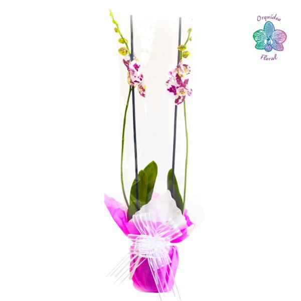 1 ORQUÍDEA GRANDE EN MACETA DE VIVERO