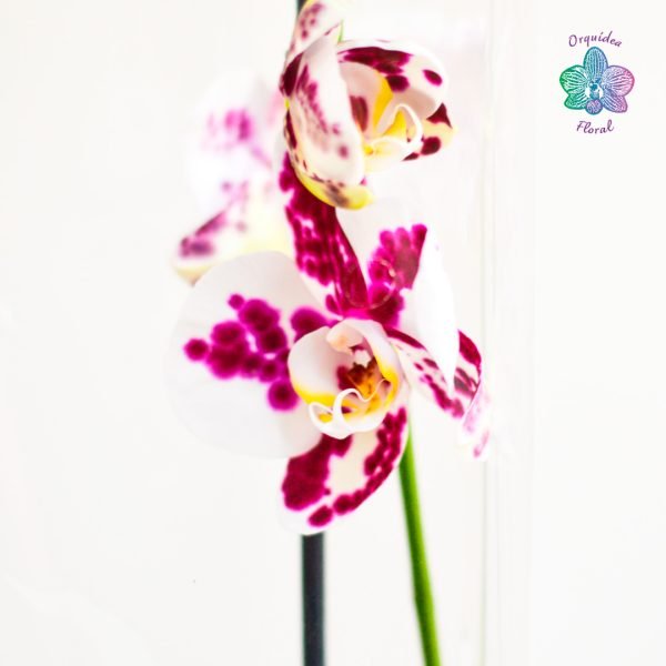1 ORQUÍDEA GRANDE EN MACETA DE VIVERO - Imagen 3