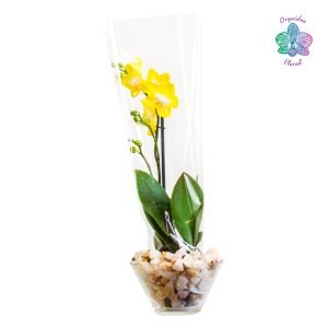 1 ORQUÍDEA MEDIANA EN BASE DE VIDRIO