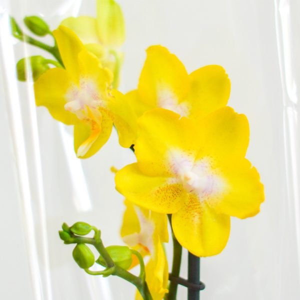 1 ORQUÍDEA MEDIANA EN BASE DE VIDRIO - Imagen 3