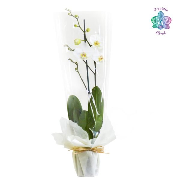 1 ORQUÍDEA MEDIANA EN MACETA DE VIVERO