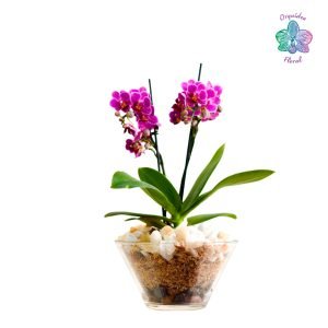 1 ORQUÍDEA MINIATURA EN BASE DE VIDRIO