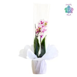1 ORQUÍDEA MINIATURA EN MACETA DE VIVERO