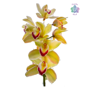 orquidea de corte amarilla - producto ecomm