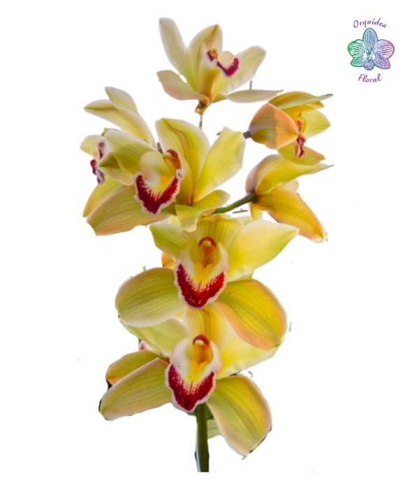 orquidea de corte amarilla - producto ecomm