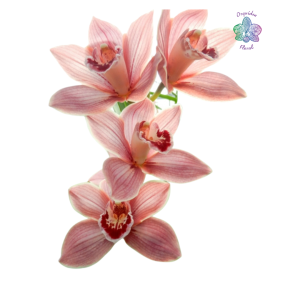 ORQUÍDEA DE CORTE ROSADA