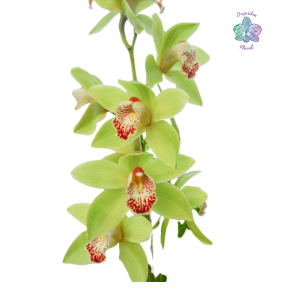 ORQUÍDEA DE CORTE VERDE
